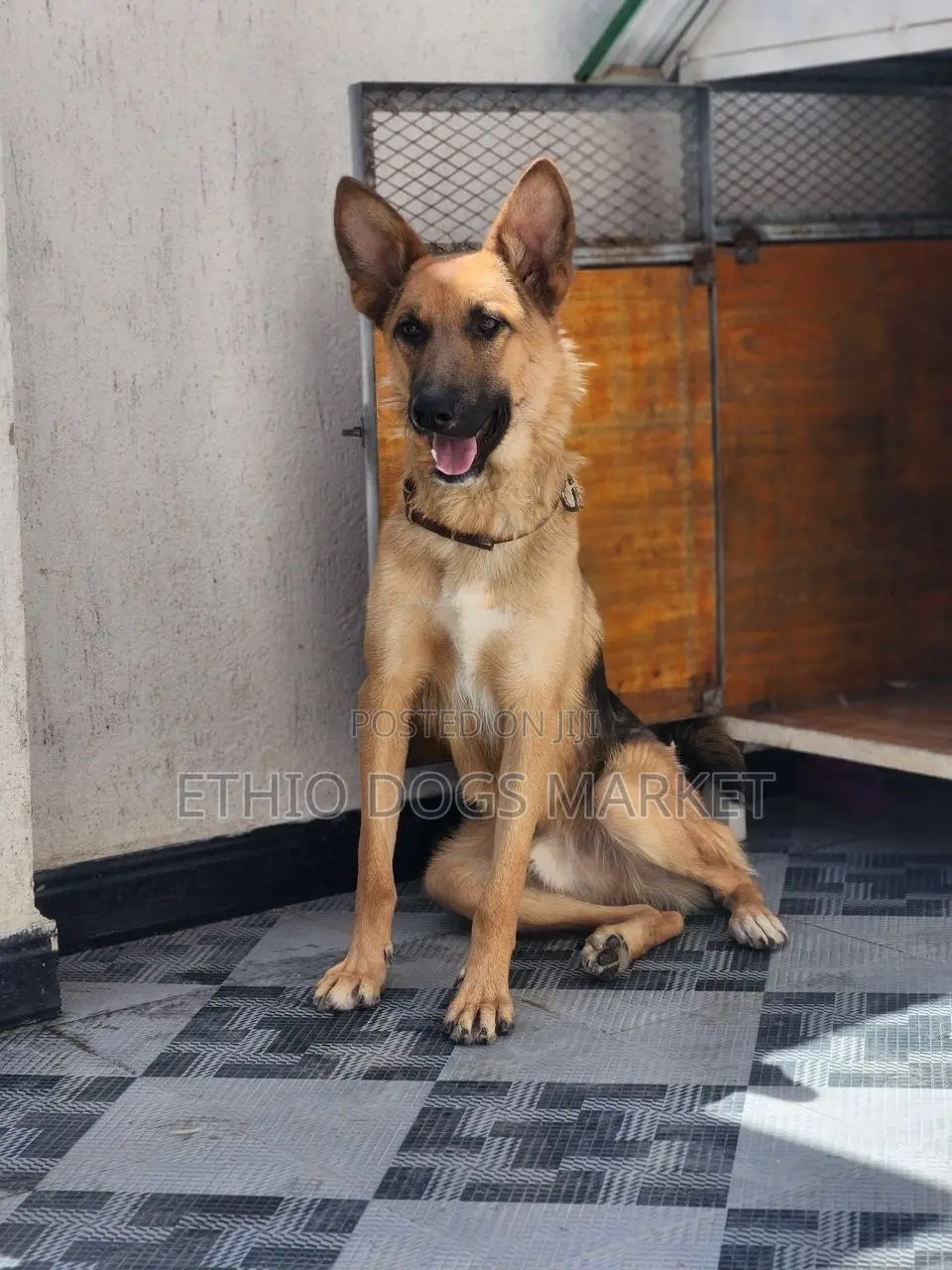 6-12 months Male Purebred German Shepherd