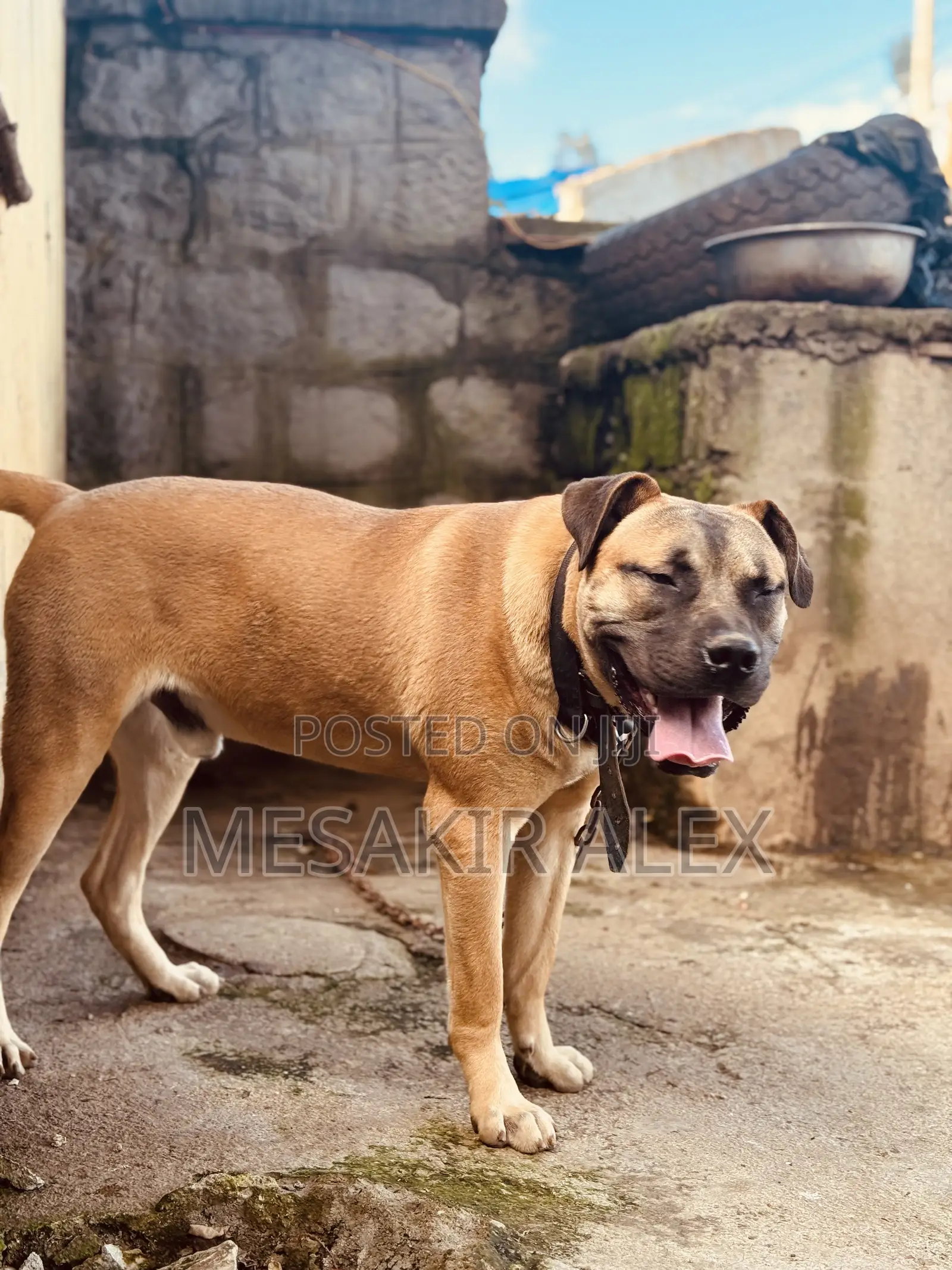 6-12 months Male Purebred Boerboel