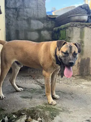 6-12 months Male Purebred Boerboel