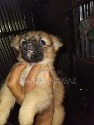 1-3 months Male Mixed Breed Maltipoo