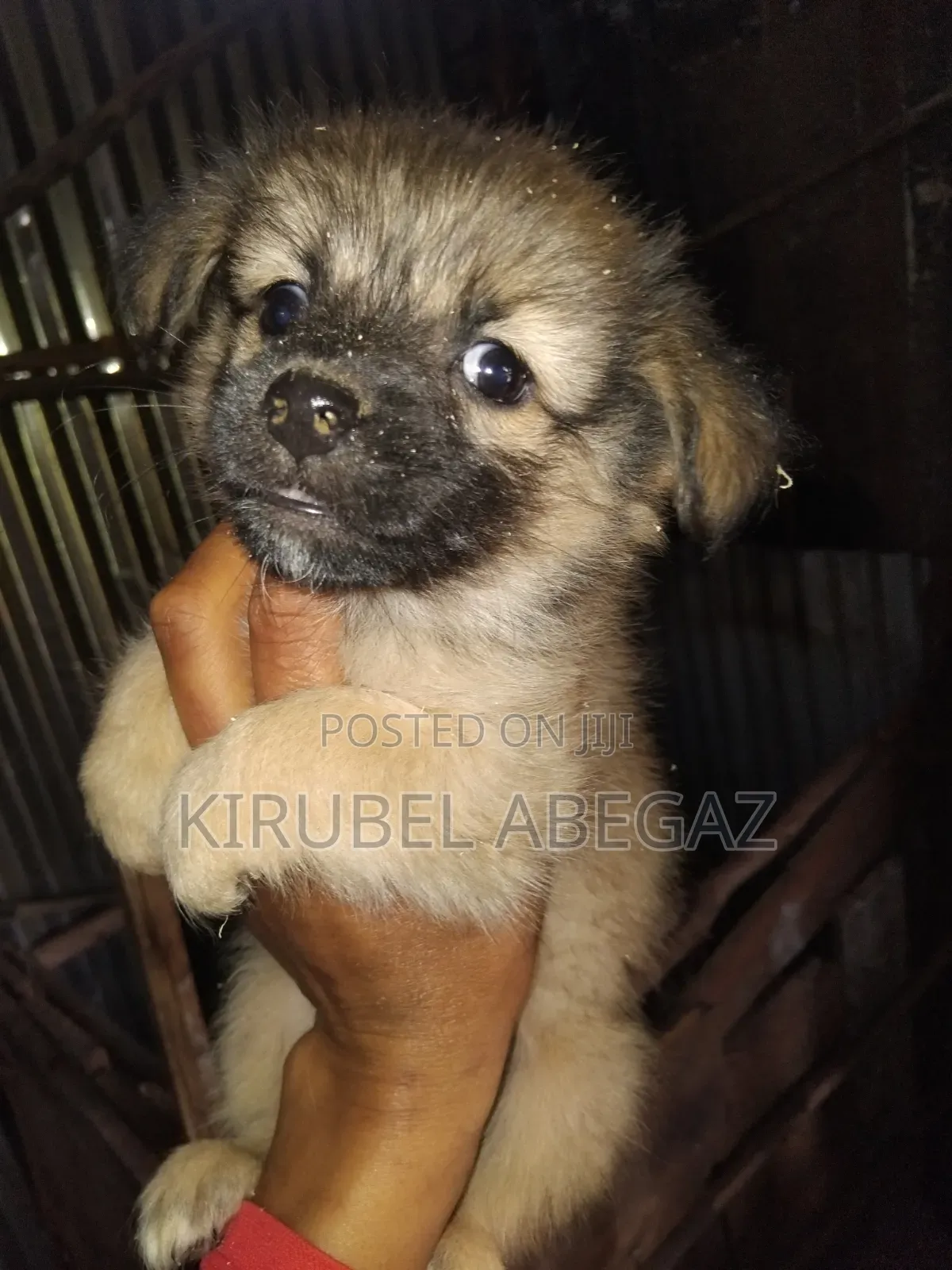 1-3 months Male Mixed Breed Maltipoo