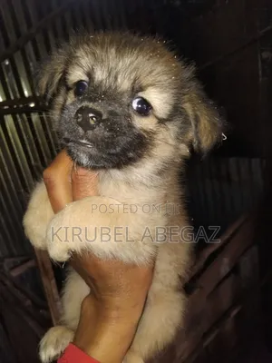 1-3 months Male Mixed Breed Maltipoo
