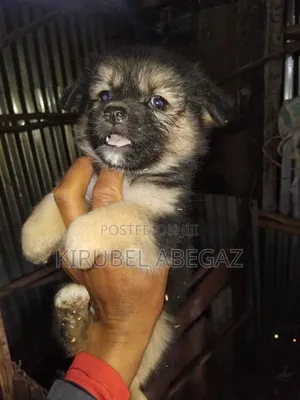 1-3 months Male Mixed Breed Maltipoo