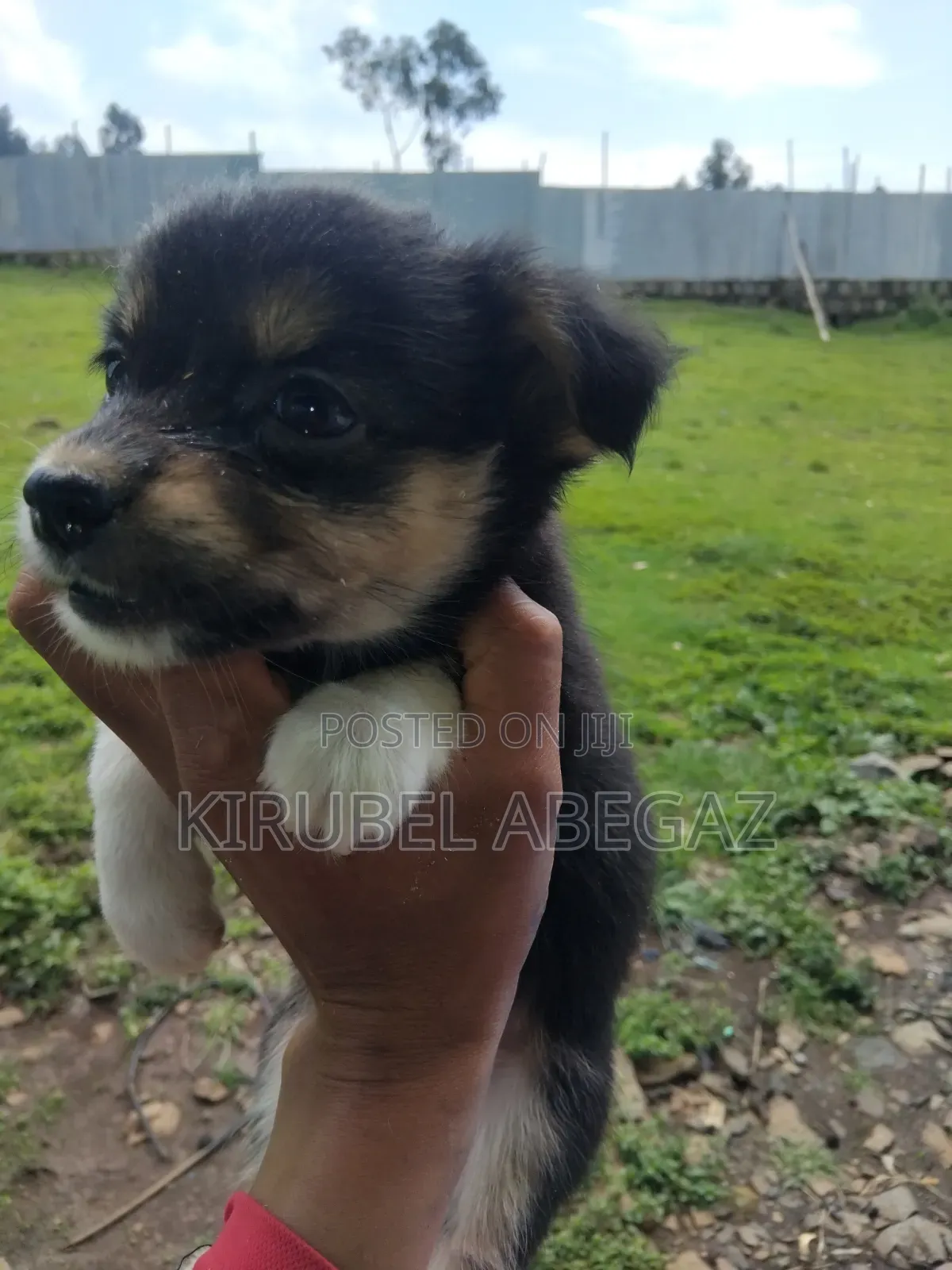 1-3 months Male Mixed Breed Maltipoo