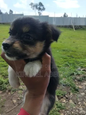 1-3 months Male Mixed Breed Maltipoo