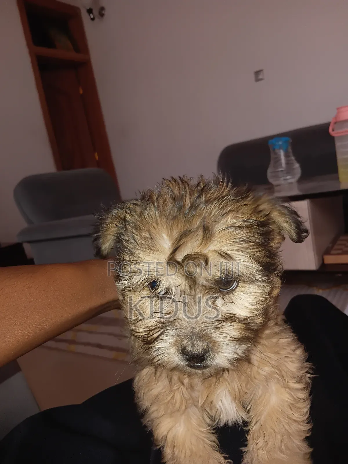 1-3 months Male Purebred Havanese