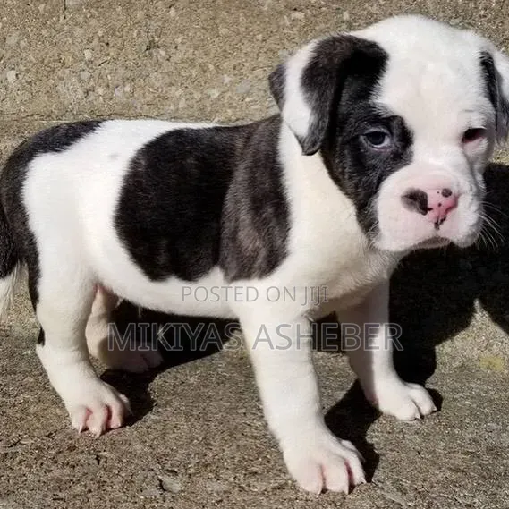 1-3 months Male Purebred American Pit Bull Terrier