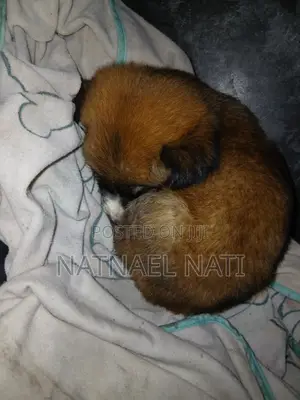 0-1 month Male Mixed Breed Dog