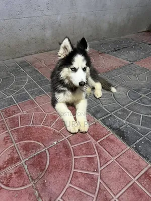1-3 months Male Purebred Siberian Husky