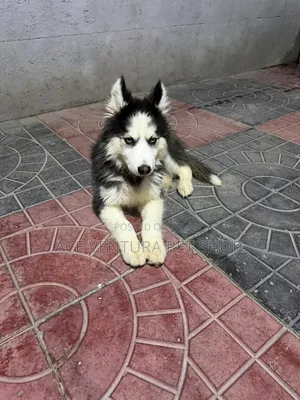 1-3 months Male Purebred Siberian Husky