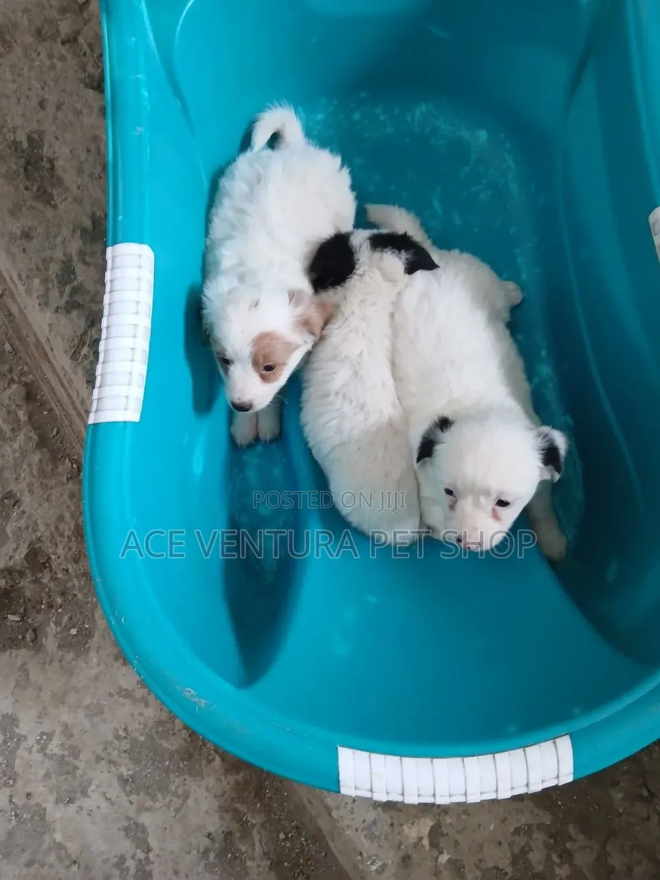 1-3 months Male Purebred Maltese