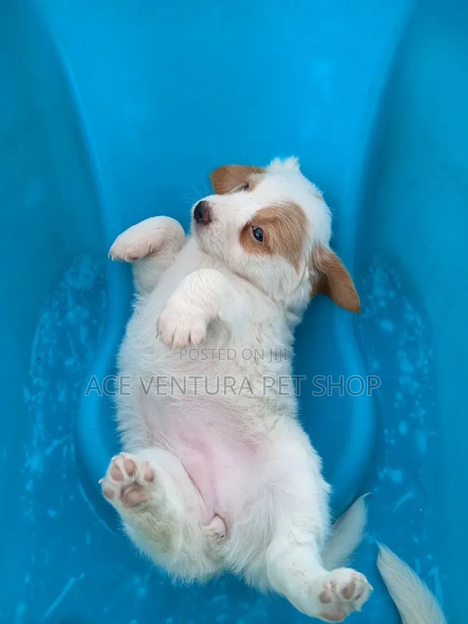 1-3 months Male Purebred Maltese