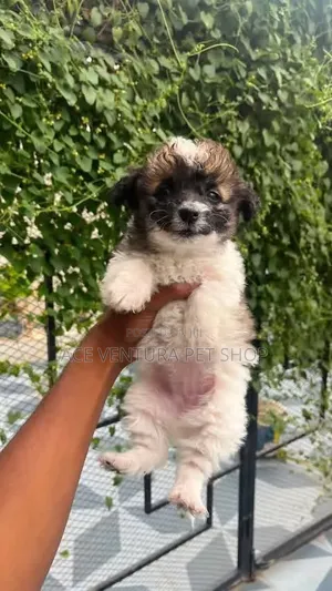 1-3 months Male Purebred Maltese