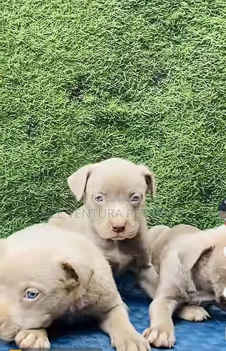 1-3 months Male Purebred American Pit Bull Terrier