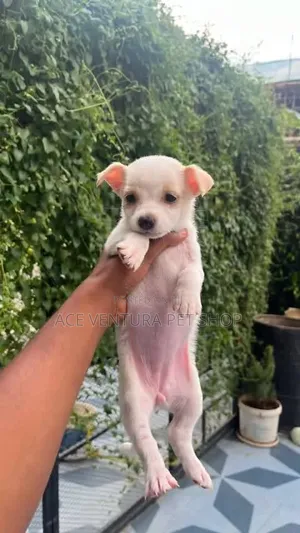1-3 months Female Purebred Maltese