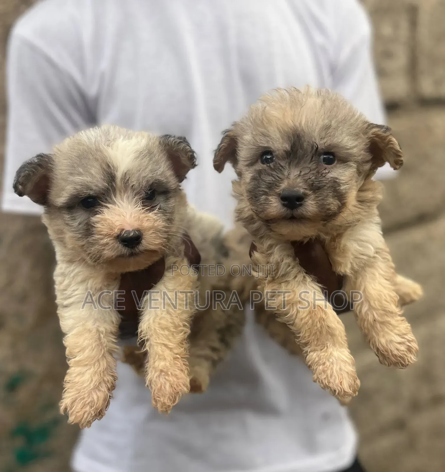 1-3 months Male Purebred Maltese