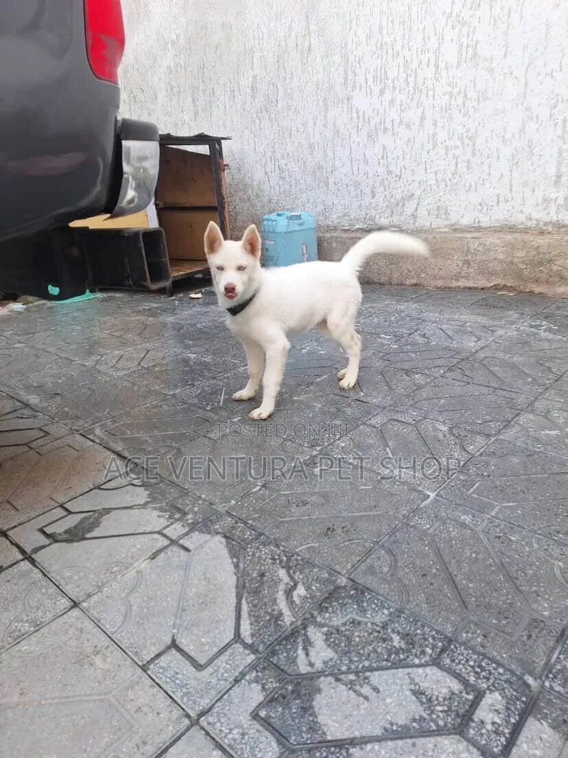 1-3 months Male Purebred Siberian Husky