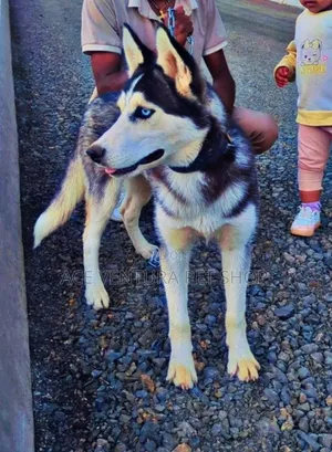 1-3 months Male Purebred Siberian Husky