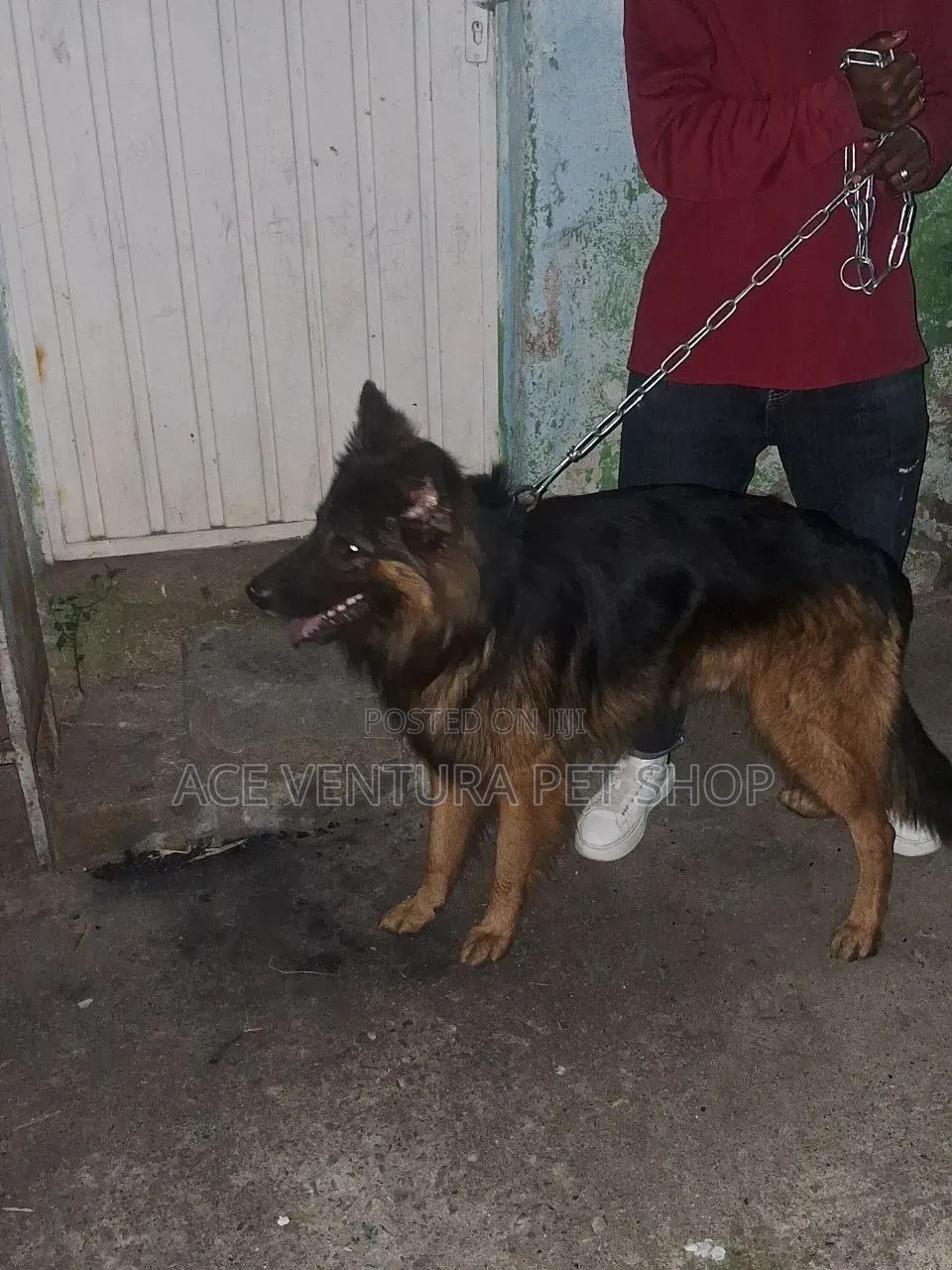 1-3 months Male Purebred German Shepherd