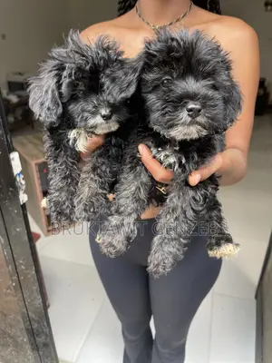 1-3 months Male Purebred Poodle