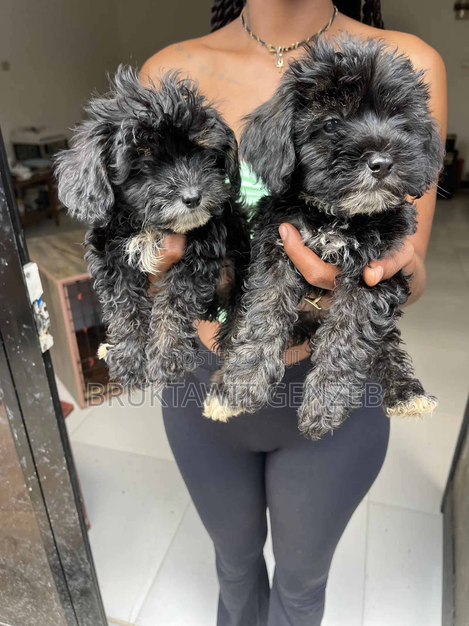 1-3 months Male Purebred Poodle