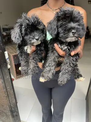 1-3 months Male Purebred Poodle