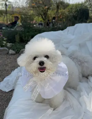 1-3 months Male Purebred Maltese