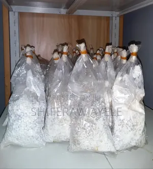 የሺታኬ መሽሩም ዘር I Shittake Spawns