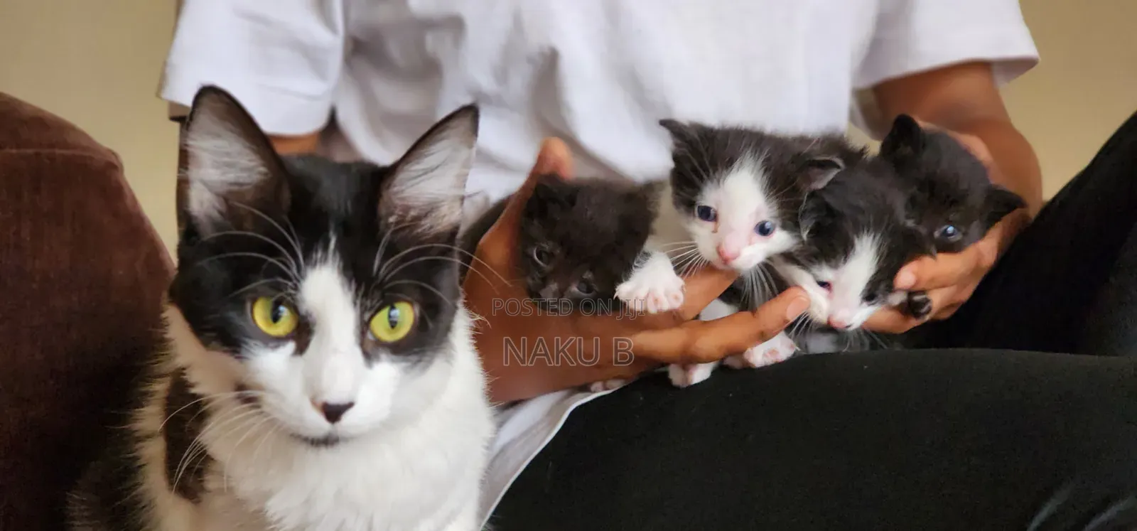1-3 months Male Purebred British Shorthair