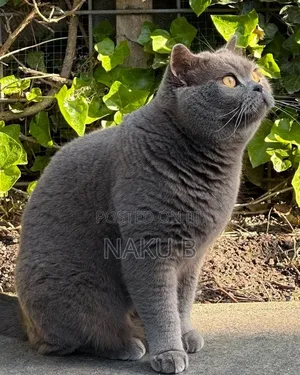 1-3 months Male Purebred British Shorthair