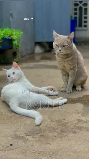 1-3 months Male Purebred British Shorthair