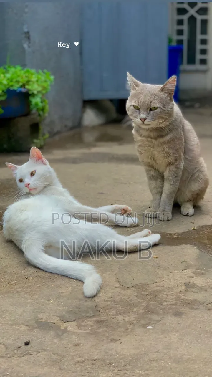 1-3 months Male Purebred British Shorthair
