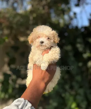 1-3 months Male Purebred Maltese