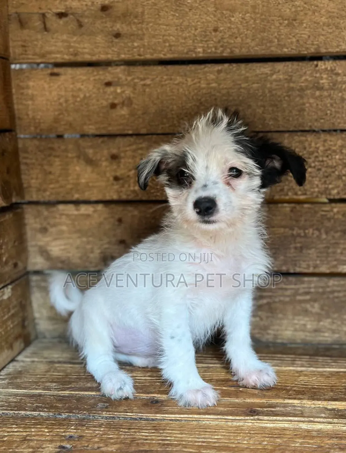 1-3 months Male Purebred Maltese