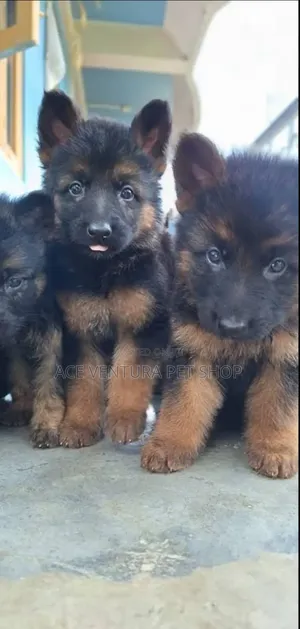 1-3 months Male Purebred German Shepherd