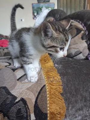 1-3 months Female Mixed Breed Abyssinian