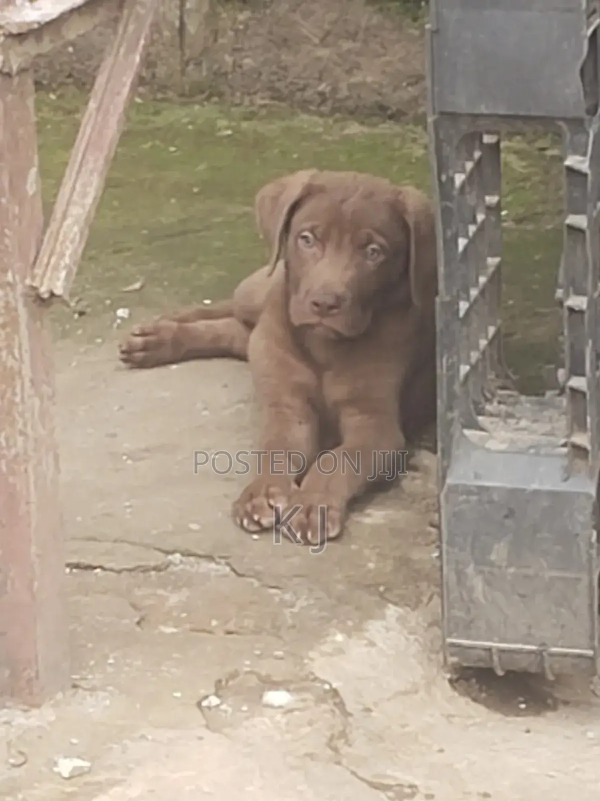 1-3 months Male Mixed Breed Great Dane