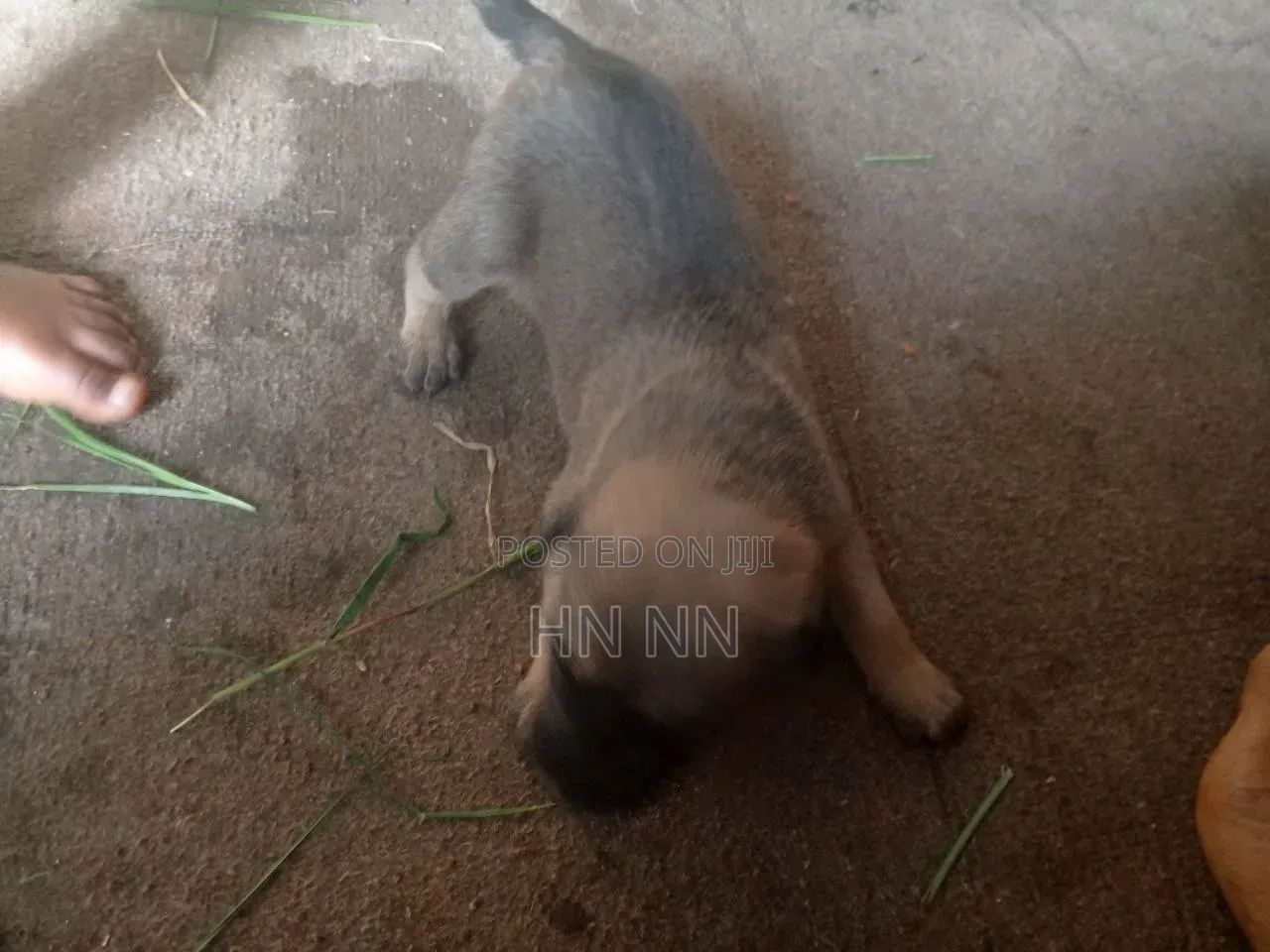 1-3 months Female Purebred German Shepherd