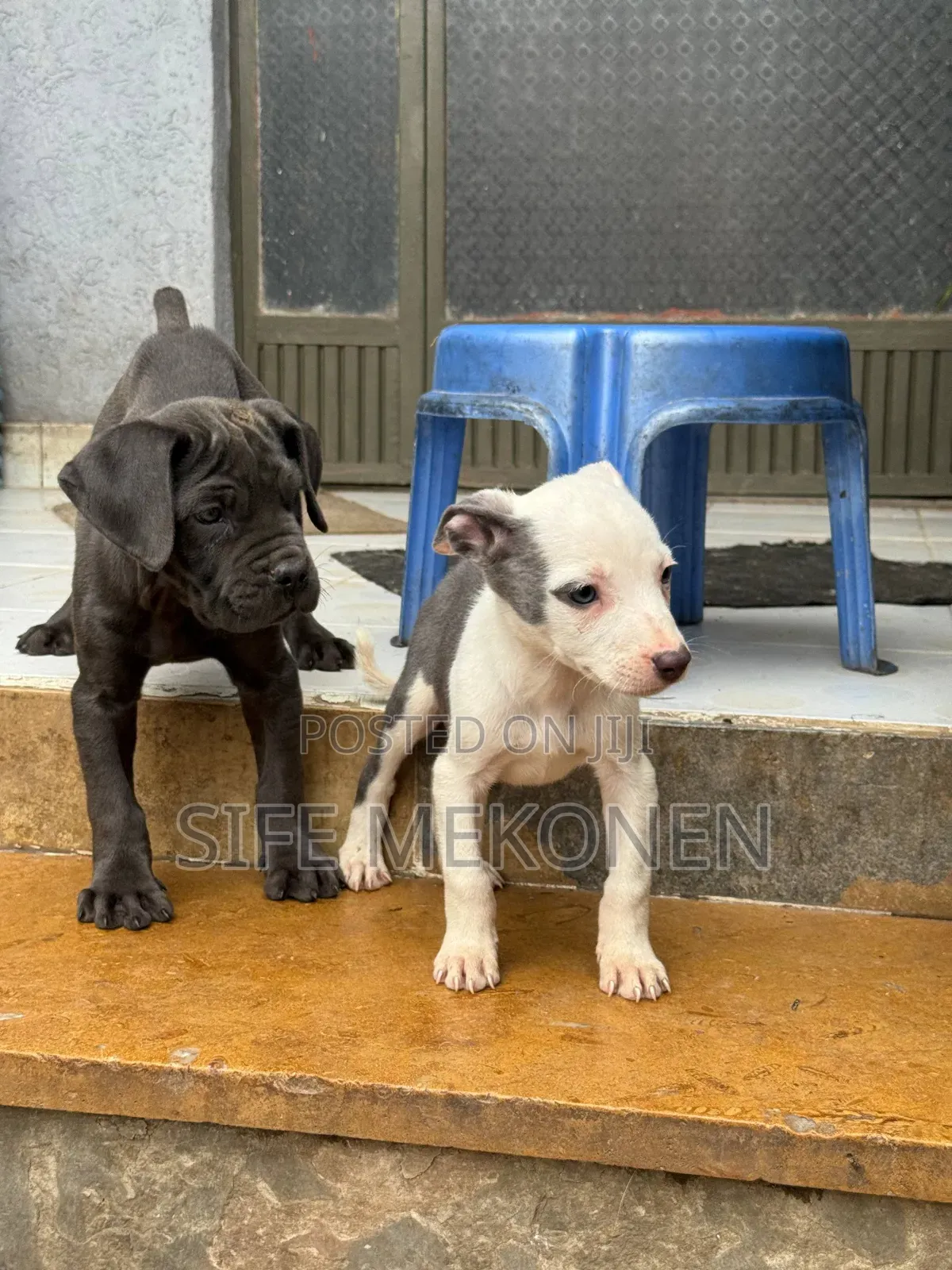 1-3 months Male Purebred American Pit Bull Terrier