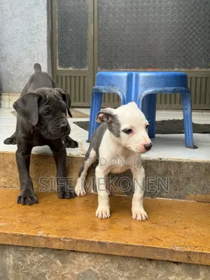 1-3 months Male Purebred American Pit Bull Terrier