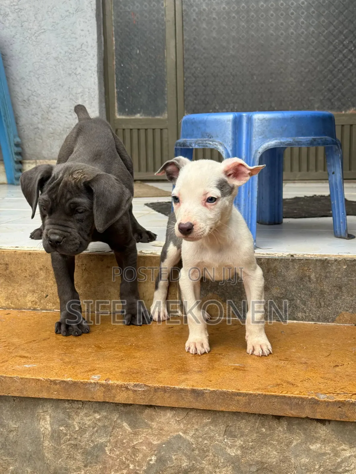1-3 months Male Purebred American Pit Bull Terrier