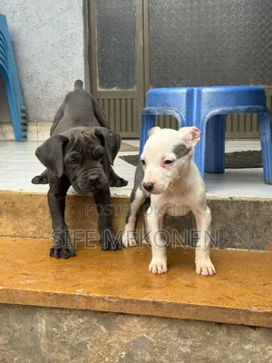 1-3 months Male Purebred American Pit Bull Terrier