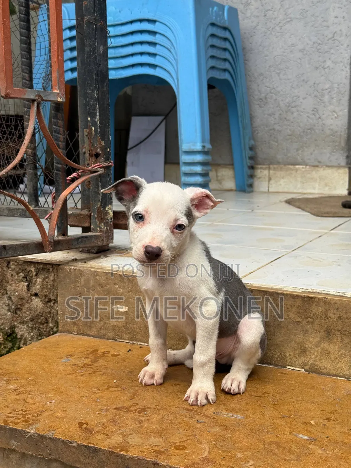 1-3 months Male Purebred American Pit Bull Terrier