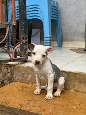 1-3 months Male Purebred American Pit Bull Terrier