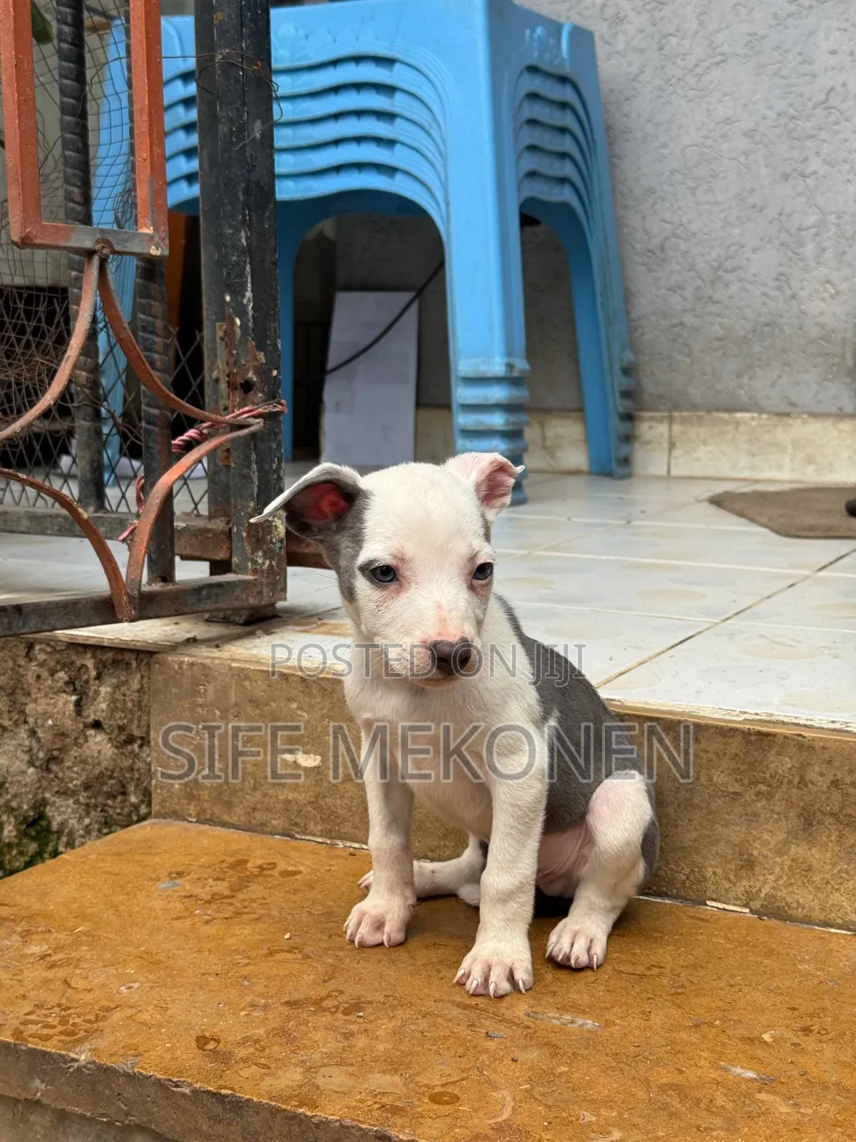 1-3 months Male Purebred American Pit Bull Terrier