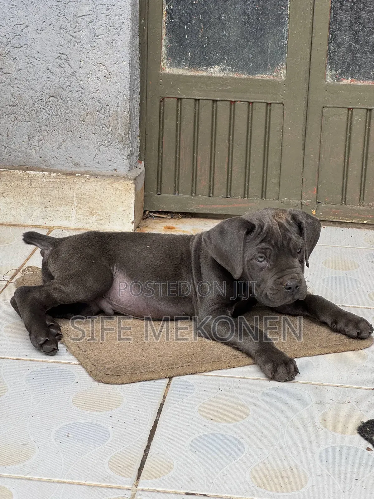 1-3 months Male Purebred Bullmastiff