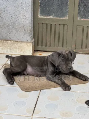 1-3 months Male Purebred Bullmastiff