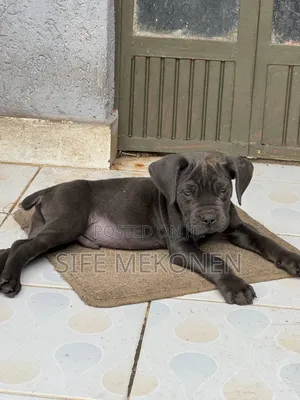 1-3 months Male Purebred Bullmastiff