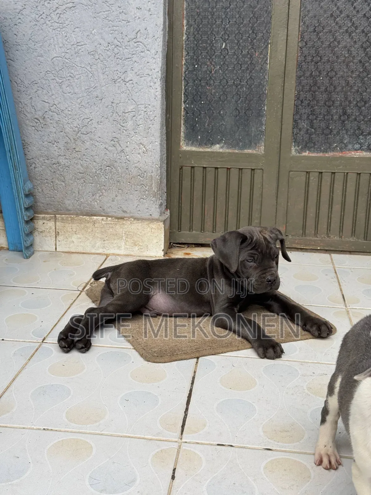 1-3 months Male Purebred Bullmastiff