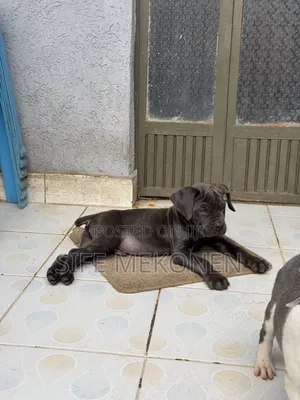 1-3 months Male Purebred Bullmastiff